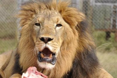 Visita guiada de medio día al orfanato de Nairobi
