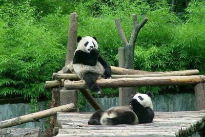 Traslado privado entre el zoológico de Shanghai y los hoteles de  Traslado privado entre el zoológico de Shanghai y los hoteles de