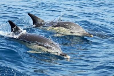 Avistamiento de delfines en grupos pequeños en Lisboa