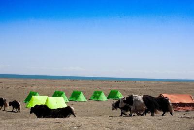 Caminata de pastos de verano en el lago Qinghai