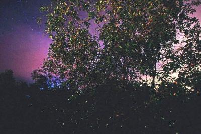 Firefly Tour desde Kuala Lumpur - Compartir Firefly Tour desde Kuala Lumpur - Compartir