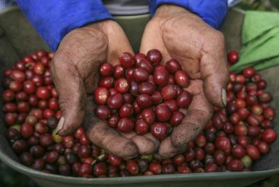 Tour privado de la granja de café colombiano con degustaciones en