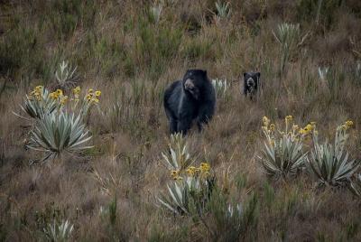 Caminata de un día al azar en los Andes colombianos