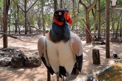 Aviario nacional + FREE ( PLAYA BLANCA BARU)