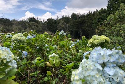 Impresionante tour privado de la reserva natural de Arvi