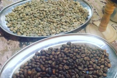 Cultura de café y preparación de la experiencia de degustación en