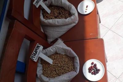 Coffee tour Medellin