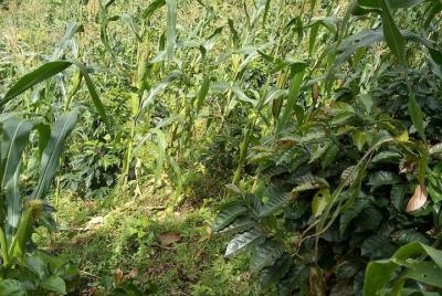 Reconozca los diferentes matices del Paisaje Cultural Cafetero.