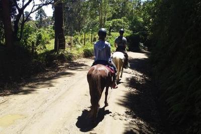 horseback riding coffee farms Salento Quindio horseback riding coffee farms Salento Quindio