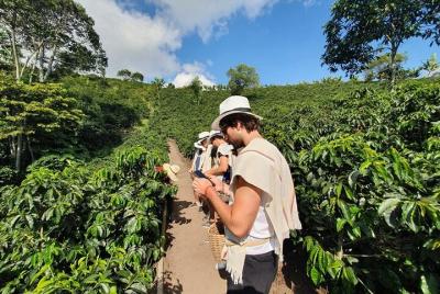 Tour valle del cocora y fincas cafeteras