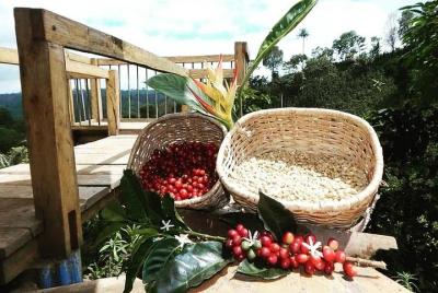 las acacias coffe farm las acacias coffe farm