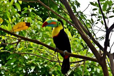 2 horas de caminata a hermosas cascadas en Minca