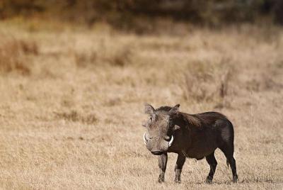 9.a.m Pick Up Elephant Orphanage / giraffe Center / karen Blixen 
