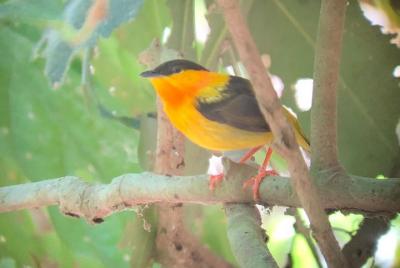 Tour al Parque Nacional Carara
