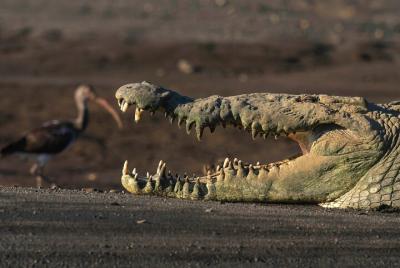 Tour privado de cocodrilos de 2 horas en Tárcoles
