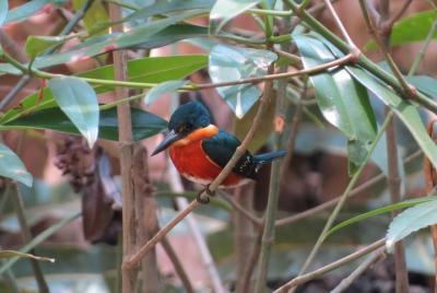 Excursión de observación de aves en Tarcoles