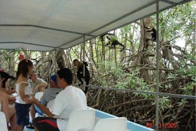 Safari de monos por los manglares