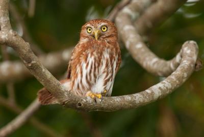 Tour de observación de aves