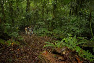 Expedición a la selva a través de la selva eterna de los niños Expedición a la selva a través de la selva eterna de los niños