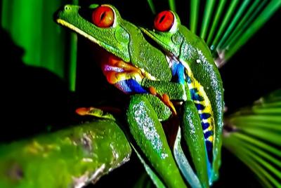 Rio Celeste Nature Night Walks  Rio Celeste Nature Night Walks