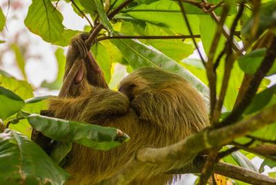 Tour de pereza experiencia en Costa Rica