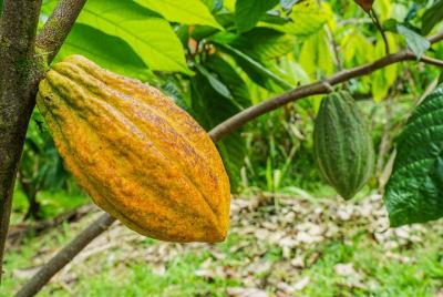 Café de los campos norte (recorrido especial sobre la producción 