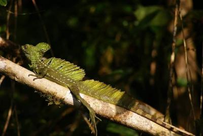 Tour de dos volcanes y aguas termales