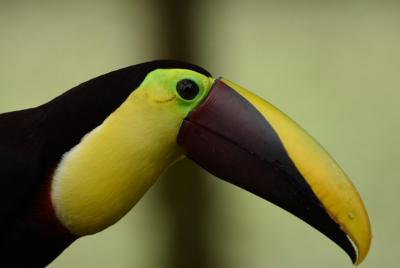 Caminata por la naturaleza y búsqueda de perezosos en La Fortuna