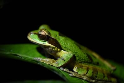 Increíble caminata nocturna de rana de ojos rojos en La Fortuna