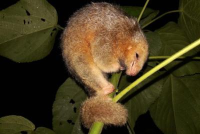 Caminata nocturna Ecogarden Arenal