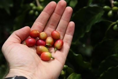 North Fields Cafe: tour de chocolate y café de especialidad artes