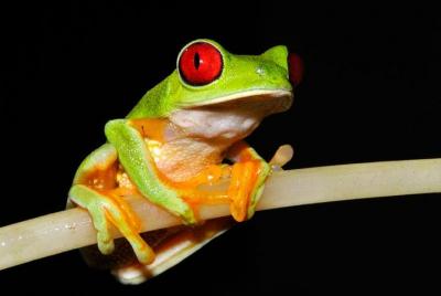 Caminata nocturna de observación de ranas