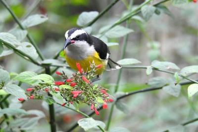 Observación de aves en el Volcán Arenal