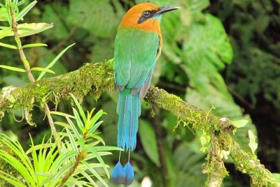 Observación de aves por el lago Arenal