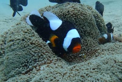 Lugares turísticos en Koh Chang Cosas que hacer en Koh Chang 498082197