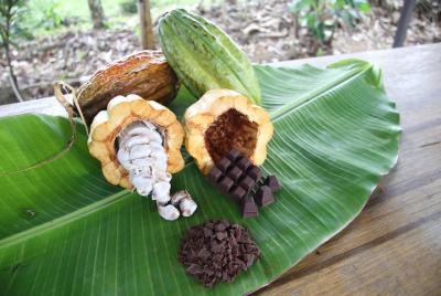 Granja orgánica Costa Rica Descens