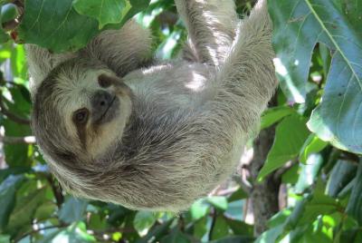 Excursión por la costa desde Limón a lo más destacado del Caribe