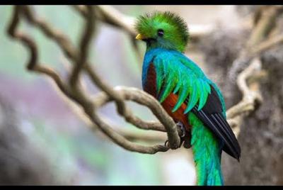 Tour to the Curricancha Reserve in Monteverde a paradise for bird