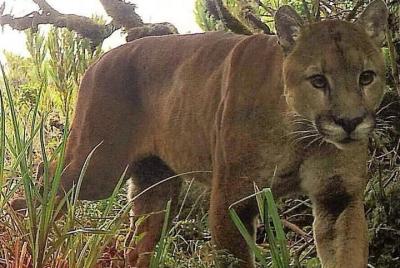Tour de un día a Corcovado (estación La Leona) desde Puerto Jimén