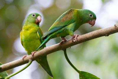 Tour Urbano de Observación de Aves (Puerto Jiménez)