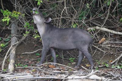 Tour nocturno Corcovado (Carate, Sirena, Los Patos) 3 días desde 