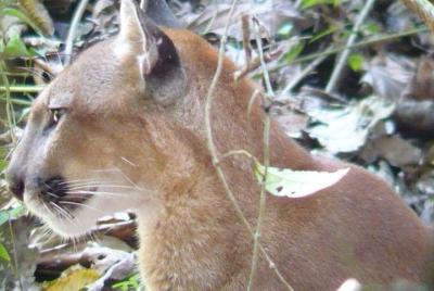 Noche en Sirena, Corcovado desde Puerto Jiménez.