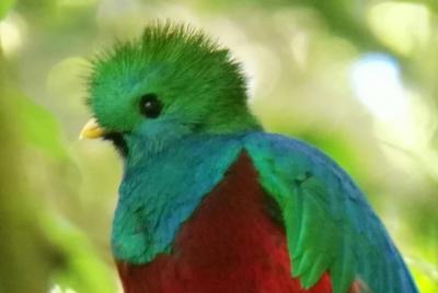 Tour por la naturaleza del bosque nuboso de Monteverde