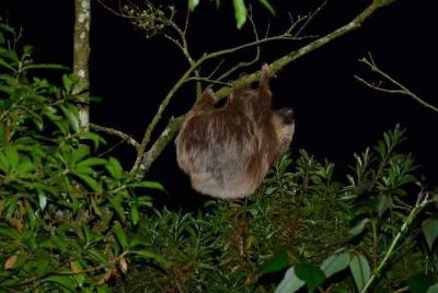Caminata nocturna por el bosque nuboso de Monteverde