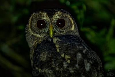 Caminata nocturna guiada