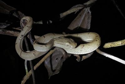 Night Tour Experience 