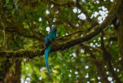Observación de aves Reserva Curi Cancha con transporte (Entradas 