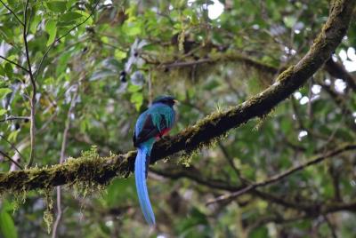 Transporte de la Reserva de Monteverde para observación de aves i