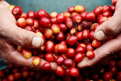 Coffee Tour 3 en 1 (Café con chocolate y caña de azúcar)