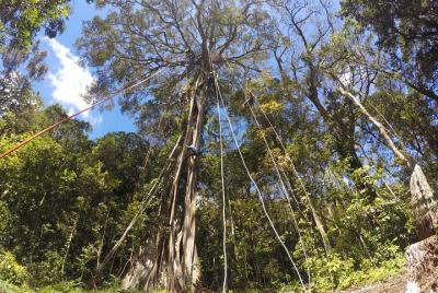 Escalada en la cima de un árbol Monteverde
